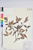 米飯花藏品圖，第1張