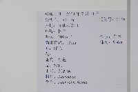 紅翅槭藏品圖，第2張