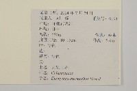 大果衛矛藏品圖，第2張