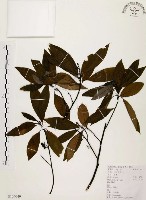 山胡椒藏品圖，第1張