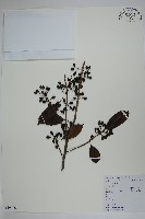 冬青藏品圖，第1張