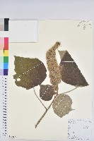 白背葉藏品圖，第1張