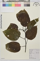 枳椇藏品圖，第1張