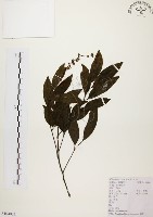 黃杞藏品圖，第1張