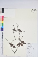 黃背越橘藏品圖，第1張