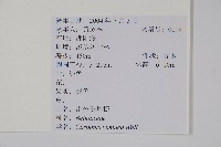 雷公鵝耳櫪藏品圖，第2張