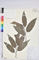 錐栗藏品圖，第1張