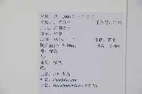 厚葉冬青藏品圖，第2張