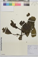 凍綠藏品圖，第1張