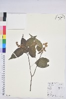 扛香藤藏品圖，第1張