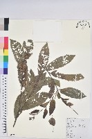 茅栗藏品圖，第1張