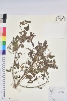 鐵莧菜藏品圖，第1張