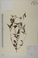 狼把草藏品圖，第1張