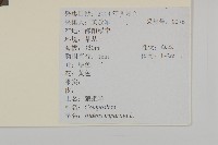 狼把草藏品圖，第2張