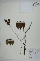 鼠李冬青、滿樹星藏品圖，第1張