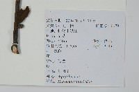 鼠李冬青、滿樹星藏品圖，第2張