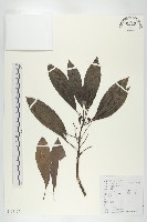 交讓木、臺灣虎皮楠、膜葉虎皮楠藏品圖，第1張