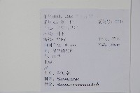 秋海棠藏品圖，第2張