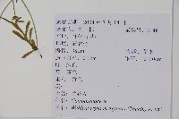 細葉蘭花參藏品圖，第2張