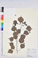 烏臼藏品圖，第1張