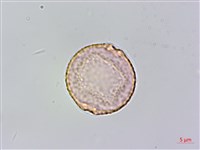 山油麻藏品圖，第1張