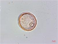 山油麻藏品圖，第2張