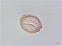 山油麻藏品圖，第3張