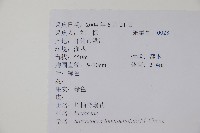 長葉野扇花藏品圖，第2張