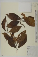 江南山柳藏品圖，第1張