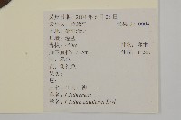 江南山柳藏品圖，第2張