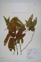 小花八角楓藏品圖，第1張