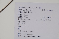 小花八角楓藏品圖，第2張