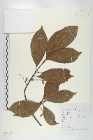 華杜英藏品圖，第1張