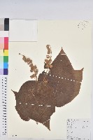 毛桐藏品圖，第1張