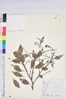 米飯花藏品圖，第1張