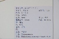 細葉蘭花參藏品圖，第2張