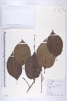 油柿藏品圖，第1張