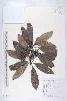 交讓木、臺灣虎皮楠、膜葉虎皮楠藏品圖，第1張