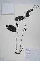 南酸棗藏品圖，第1張