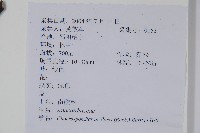 南酸棗藏品圖，第2張