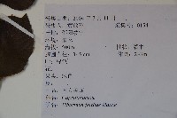 南方莢迷藏品圖，第2張