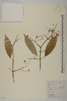 大果衛矛藏品圖，第1張