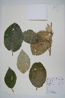 毛花楊桃藏品圖，第1張