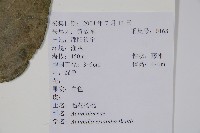 毛花楊桃藏品圖，第2張