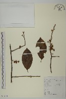 哥蘭葉藏品圖，第1張