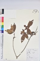 溪畔杜鵑花藏品圖，第1張