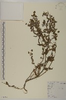 鱧腸藏品圖，第1張