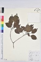 白臼藏品圖，第1張