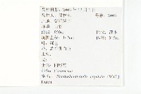 頭狀四照花藏品圖，第2張