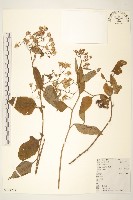 蔓黃菀藏品圖，第1張